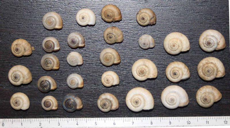 Monacha cartusiana e Cernuella cf. neglecta